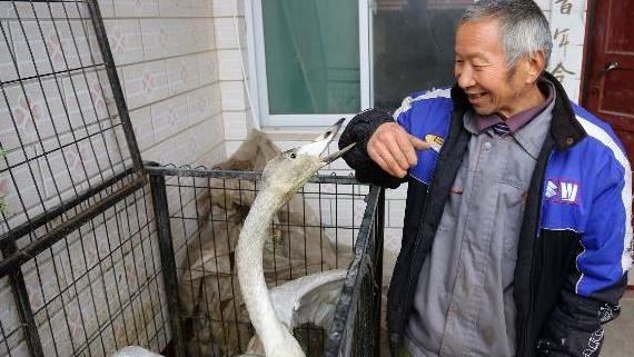 大叔救起大鳥　救治10天趕也趕不走