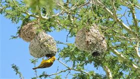 ▲鳥巢。（示意圖／翻攝自pixabay） 