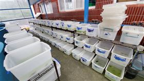 新北市海洋資源復育園區復育蓋斑鬥魚(新北市漁業處提供)