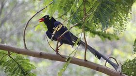 台灣藍鵲(Pixabay)