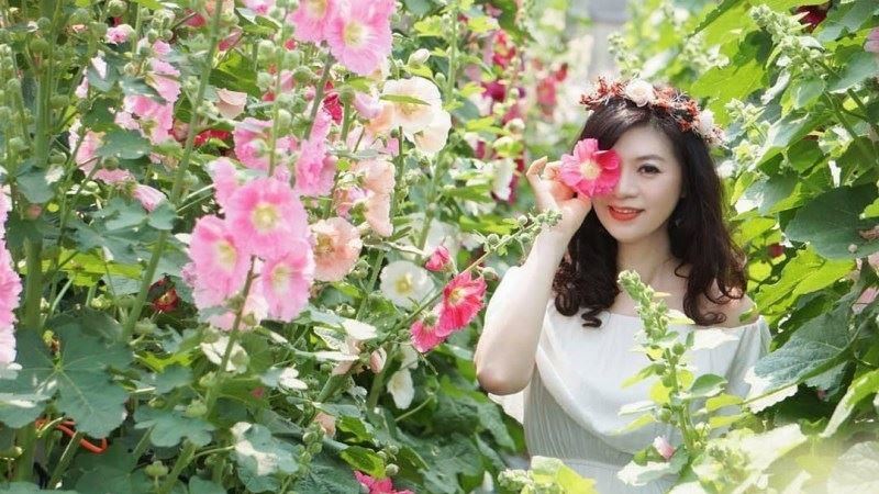 員林蜀葵花私人秘境供免費賞花！