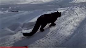 俄羅斯女子撿到黑豹（圖／翻攝自Luna_the_pantera YouTube）