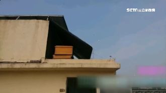 見鄰養2窩蜂提告　法官：非危險動物