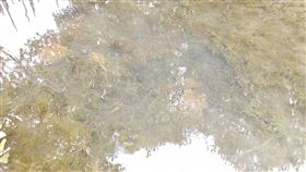 高雄秘境,林園海洋濕地公園,仙后水母