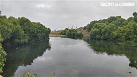 高雄秘境,林園海洋濕地公園,仙后水母