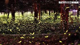 高雄那瑪夏賞螢季（圖／莊晉勳授權提供）
