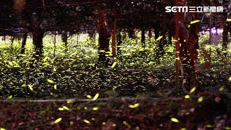 最近天堂的秘境　那瑪夏「螢河」美炸