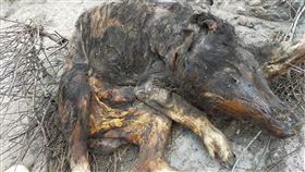 彰化海岸現豬屍謹慎防疫  非洲豬瘟檢驗陰性海巡署中部分署第三岸巡隊11日表示，彰化縣洋仔厝大排出海口9日發現一隻死亡豬隻，立即聯繫彰化縣動物防疫所派員處置，豬屍採樣後燒毀，非洲豬瘟檢驗結果為陰性。（第三岸巡隊提供）中央社記者蕭博陽彰化傳真  110年4月11日