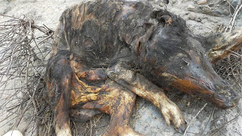 彰化海岸現豬屍　幸非洲豬瘟檢驗陰性