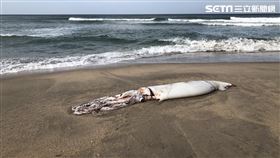 大王烏賊、巨大烏賊
圖／@ironmaiden5415授權提供