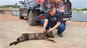 浪浪,黑狗,斷掌