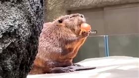 河狸閉眼狂嗑蘋果　超犯規表情網融化
藍色星期一總讓你感到身心俱疲嗎？趕快來看看療癒的影片一掃壞心情吧！日前有網友在臉書社團「動物梗圖星球」分享一則影片，只見影片中的河狸心滿意足的吃著蘋果，幸福洋溢的模樣羨煞不少網友。
https://www.facebook.com/kobe.oukoku.ch/videos/3954876467939457
圖／翻攝自動物梗圖星球臉書社團