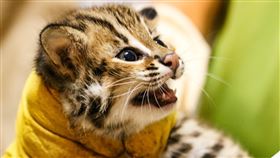 石虎寶寶「貓攬」萌樣曝光台北市立動物園石虎「平平」產下3兄妹，保育員用最快的速度為寶寶們測量體重和檢視性別，其中將二哥取名為「貓攬」（圖），象徵可愛到讓人想「擁貓入懷」。（台北市立動物園提供）中央社記者陳怡璇傳真  110年4月12日