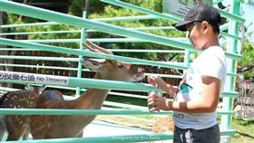 卡菲努努明星店可體驗餵食梅花鹿的樂趣，圖/痞客邦部落格「1＋1＝3 玩學樂生活」提供。