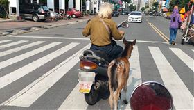 法拉利,遛馬,違規