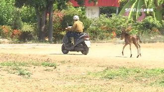 飼主遛馬不牽繩　警開罰最高600元