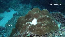 誤會挖珊瑚1200.