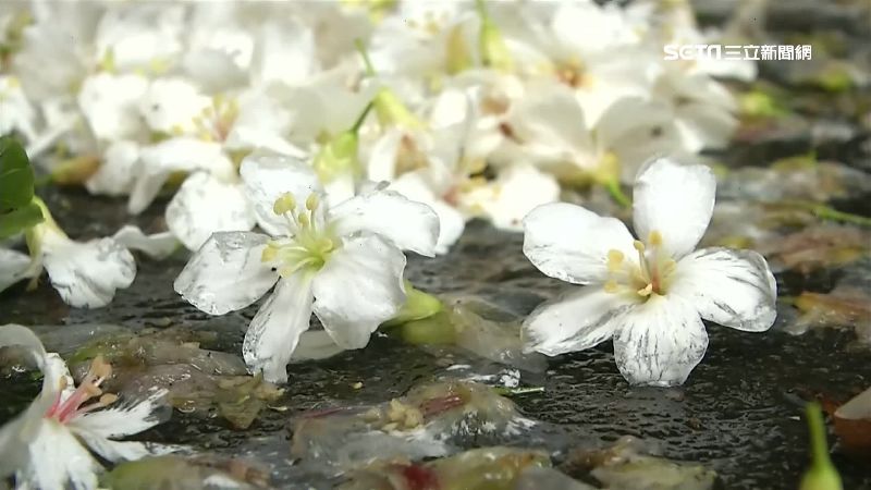 1日5景點賞桐花　包車保險299元