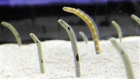 花園鰻總是只露出上半身，隨著水流搖擺，看上去相當療癒。（圖／翻攝自null70513490推特） 
