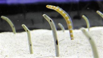 花園鰻下半身長這樣！1段影片網崩潰