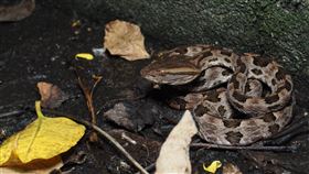 赤尾青竹絲、雨傘節、龜殼花、眼鏡蛇（圖／新北市動保處提供）