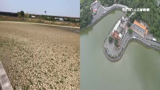 60年來第一次！赤山龍湖巖水塘乾涸