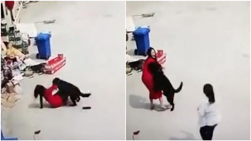 狗散步「想要了」！女主人下場超狼狽