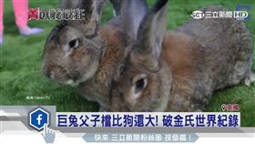 驚!比小孩還要高 1米