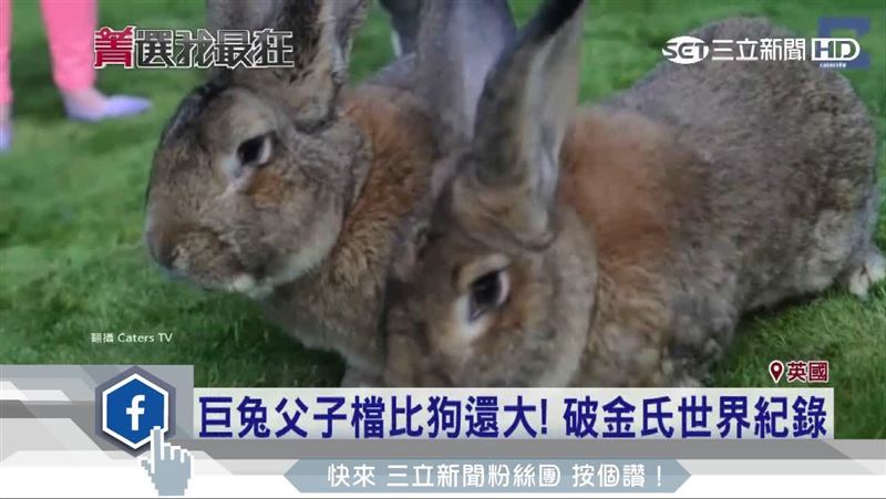 世界最巨兔被偷走！飼主懸賞3.9萬
