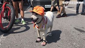 白色米克斯「老二」連續6年都來參加媽祖遶境 記者李依璇攝影