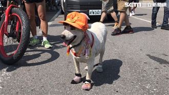 最萌襪子汪！連6年陪媽祖進香