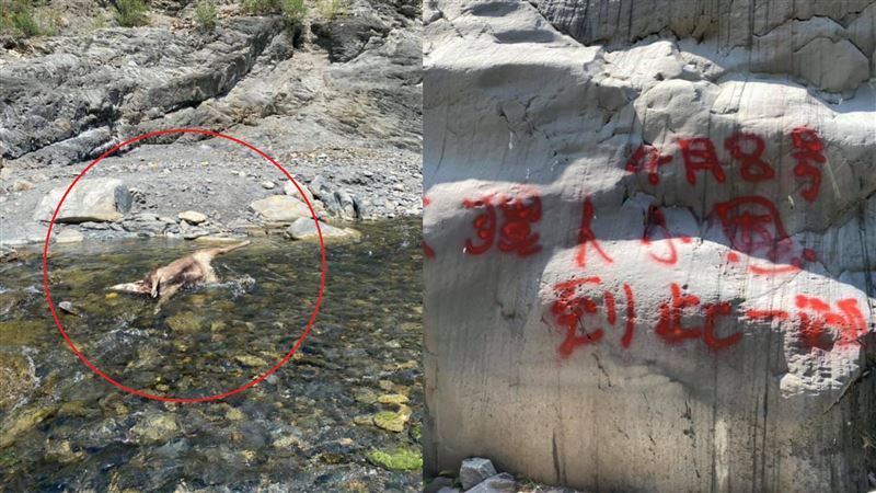 丹大溪驚見8水鹿無頭屍！遭噴漆簽名