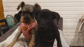 遛狗,男童,家長,畜生,女網友,爆怨2公社（圖／翻攝爆怨2公社）