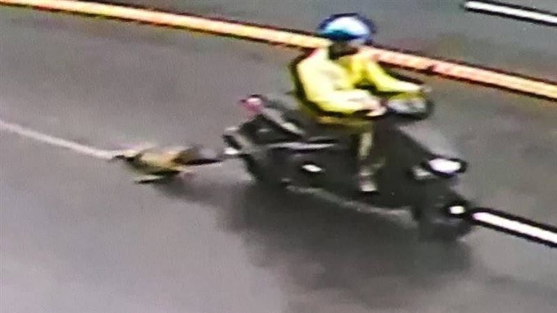 竹東男騎車「拖狗」小黃四肢磨傷見骨