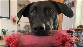 黑狗Buster
（圖／翻攝自臉書Buster和他們一家的日常）