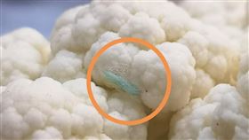 有網友在臉書公開社團「廚藝公社」專業解說，有關花椰菜挑選跟正確清洗方式（圖／翻攝自廚藝公社）