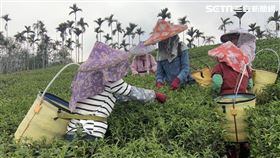 伴隨著當地採茶阿嬤的勤快忙碌，可以遙望一望無際的茶園。（圖／記者陳宜加攝影）