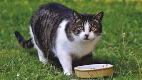 ▲貓。（示意圖／翻攝自pixabay） 