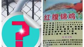 遼寧動物園發生動物造假事件（組合圖／翻攝自漩渦視頻）