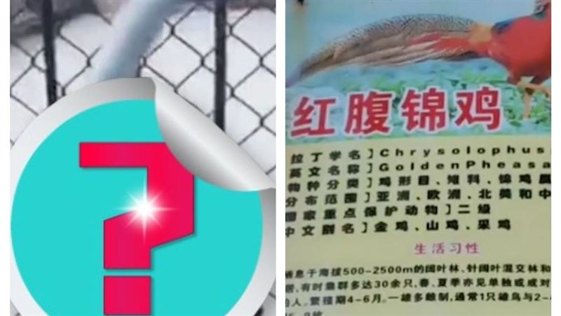 動物園養狼　遊客細看不解：牠是誰？