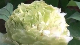 河南綠牡丹花（圖／翻攝自微博）