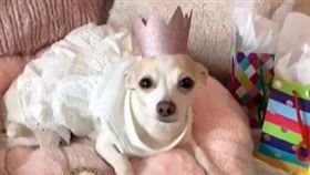  除了美甲，瑪瑞札還幫狗狗戴上假睫毛。（圖／翻攝自瑪瑞札抖音）