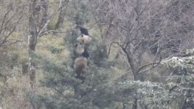 中國四川貓熊研究員，摩天嶺，野生貓熊一公一母求偶，追逐纏鬥3小時