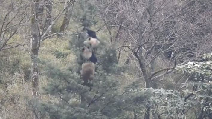 激情片曝光！野外爬樹開戰交纏3小時