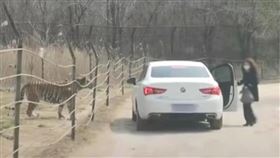 女遊客「猛獸區」任性下車！老虎身旁狂盯　網酸：來送外賣▲。（圖／翻攝自中國青年報微博）