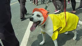 狗狗 (圖／記者柯智翔攝影)