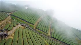 乾旱影響春茶減產2成以上農委會茶業改良場長蘇宗振15日表示，2020年沒半個台颱進到台灣，沒雨直接影響茶的生長，2021年的春茶茶芽減少且發生老化情況，還有茶芽長得長短不齊，不利於採收，整體產量減少超過2成。圖為阿里山區茶園。中央社記者蔡智明攝  110年4月15日