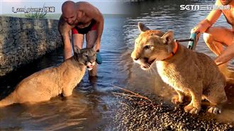 戰鬥民族邀大貓陪游　泳伴等級全網驚