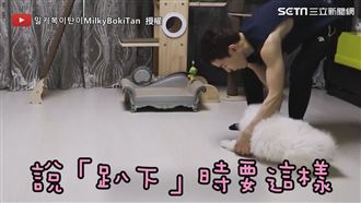 小薩摩耶學不會趴下　揮小手求助主人