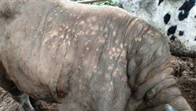 牛結節疹,陳吉仲,牛,新北,林口（動保處提供